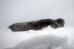 04D Seal Resting On The Snow In Foyn Harbour On Quark Expeditions Antarctica Cruise.jpg